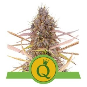 Royal Queen Seeds - Purple Queen Auto