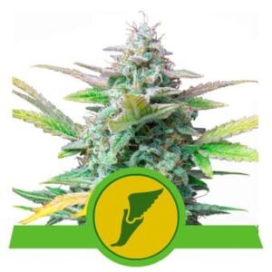 Royal Queen Seeds - Quick One
