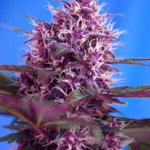 Sweet Seeds - Red Poison Auto®
