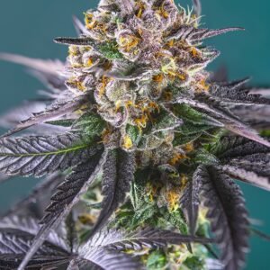 Sweet Seeds - Red Strawberry Banana Auto®