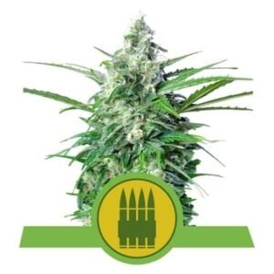Royal Queen Seeds - Royal AK Auto