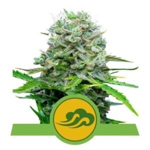 Royal Queen Seeds - Royal Bluematic