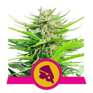 Royal Queen Seeds - Royal Cheese (Fast Flowering)