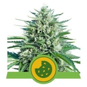 Royal Queen Seeds - Royal Cookies Auto