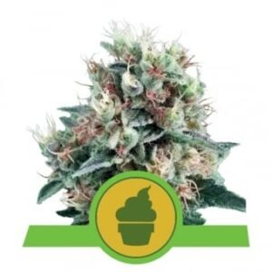Royal Queen Seeds - Royal Creamatic