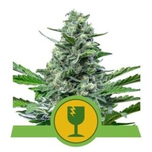 Royal Queen Seeds - Royal Critical Auto