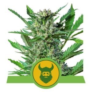 Royal Queen Seeds - Royal Dwarf