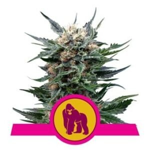 Royal Queen Seeds - Royal Gorilla