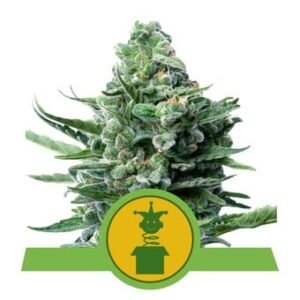 Royal Queen Seeds - Royal Jack Auto