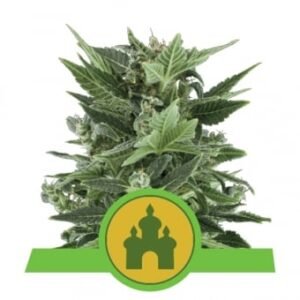 Royal Queen Seeds - Royal Kush Auto