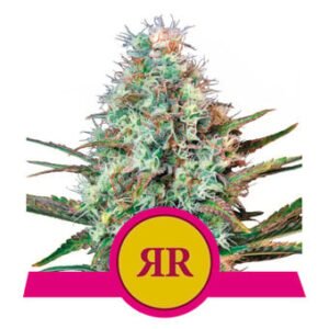 Royal Queen Seeds - Royal Runtz