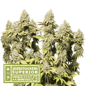 Seed Stockers - Rucu Cucu OG® Auto