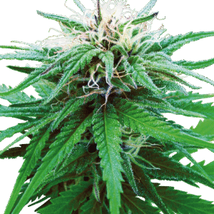 Sensi Seeds - Ruderalis Indica® (Regular)