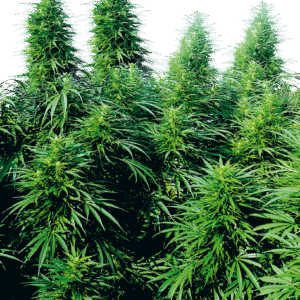 Sensi Seeds - Ruderalis Skunk® (Regular)