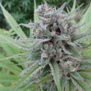 Serious Seeds - Serious 7