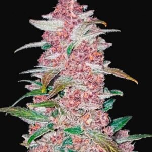 420 Fast Buds - Blackberry