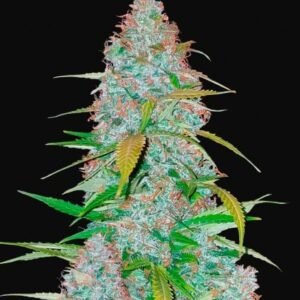 420 Fast Buds - Californian Snow