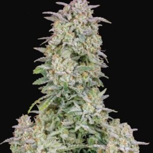 420 Fast Buds - Forbidden Runtz