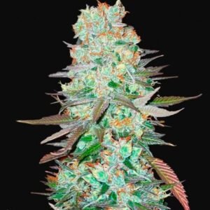 420 Fast Buds - G14