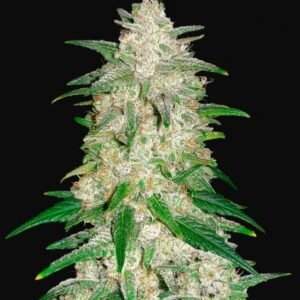 420 Fast Buds - Gelato
