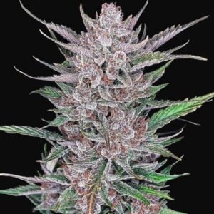 420 Fast Buds - Gorilla Punch