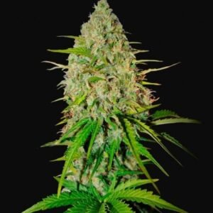 420 Fast Buds - Grapefruit