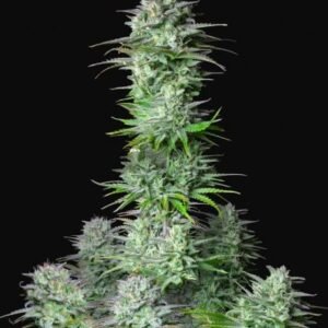 420 Fast Buds - Kosher Cake