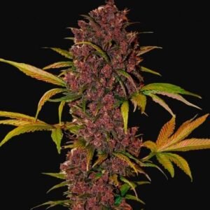 420 Fast Buds - LSD-25