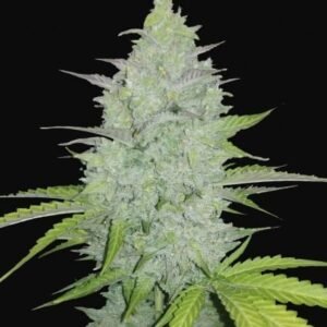 420 Fast Buds - Cheese