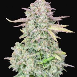420 Fast Buds - Trainwreck