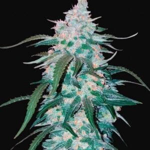 420 Fast Buds - Pineapple Express