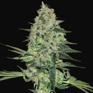 420 Fast Buds - Rhino Ryder
