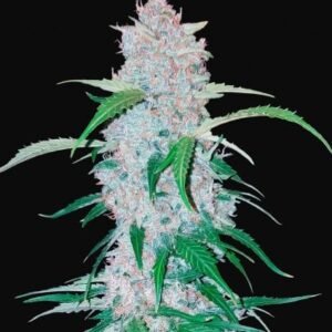 420 Fast Buds - Six Shooter