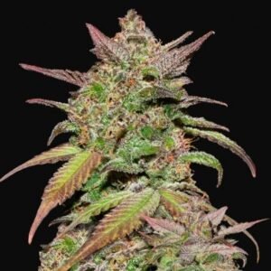 420 Fast Buds - Smoothie