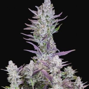 420 Fast Buds - Wedding Glue
