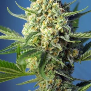Sweet Seeds - S.A.D. Sweet Afgani Delicious Auto®