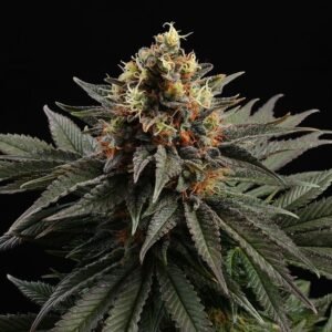 Kannabia - Sativa Dream