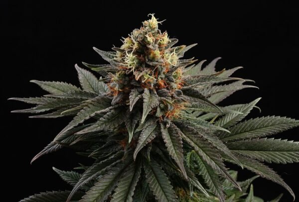 Kannabia - Sativa Dream