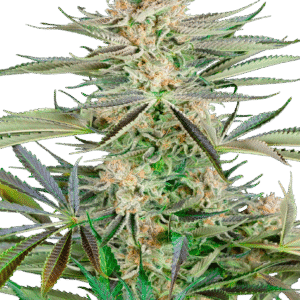 Sensi Seeds Research - Screwdriver OG Feminized