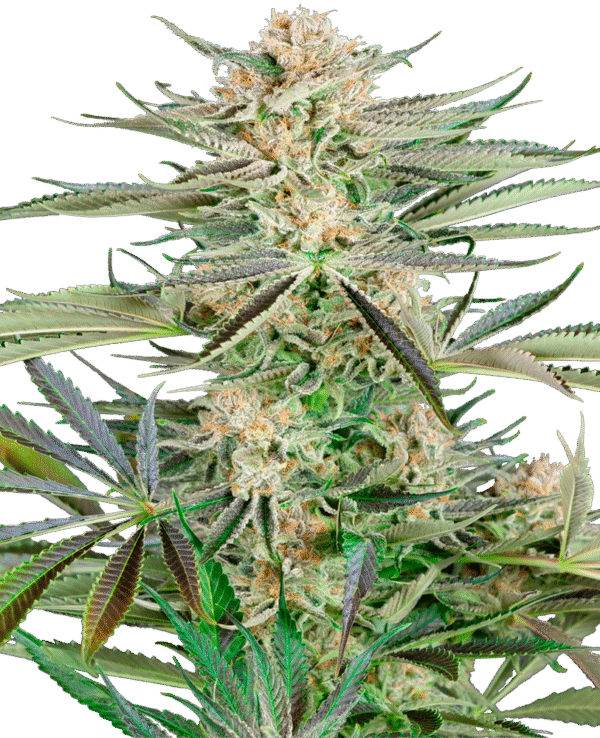 Sensi Seeds Research - Screwdriver OG Feminized