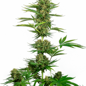 Sensi Seeds Research - Sensi #743 CBD