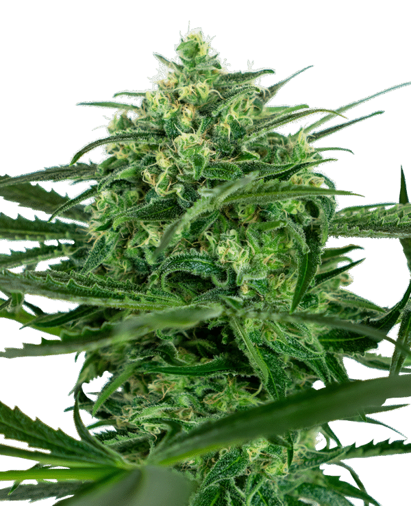 Sensi Seeds - Sensi Amnesia Feminized