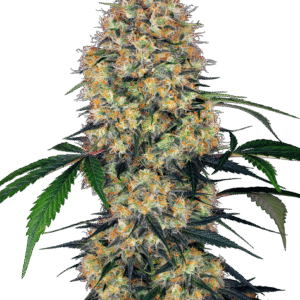 Sensi Seeds Research - Sensi Amnesia XXL Automatic