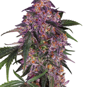 Sensi Seeds - Sensi Purple Kush Feminized