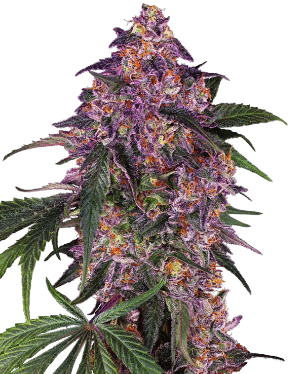 Sensi Seeds - Sensi Purple Kush Feminized