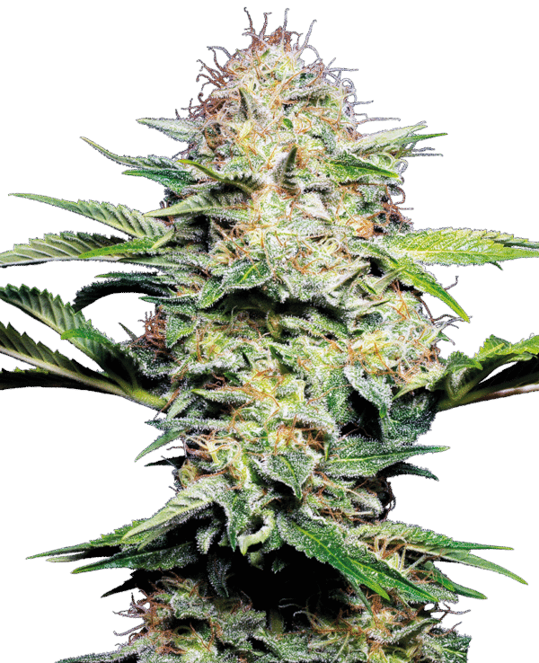 Sensi Seeds - Sensi Skunk Automatic