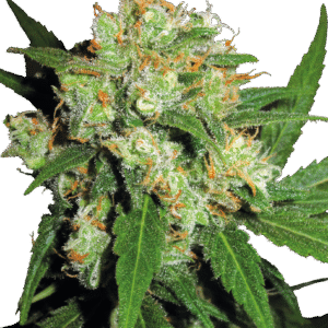 Sensi Seeds - Sensi Skunk Feminized