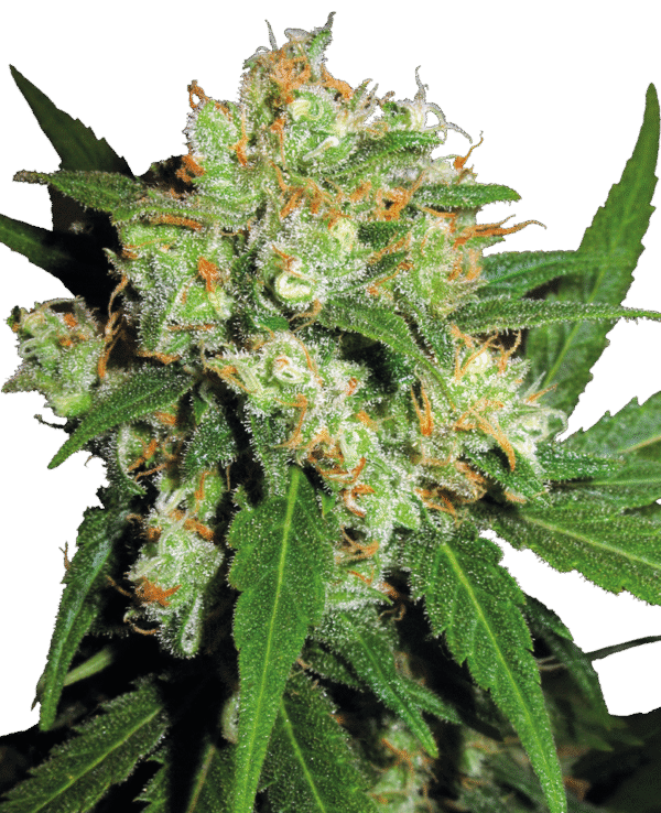 Sensi Seeds - Sensi Skunk Feminized