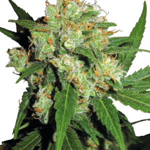 Sensi Seeds - Sensi Skunk® (Regular)