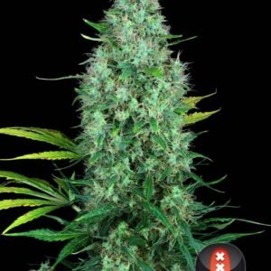 Serious Seeds - Serious 6